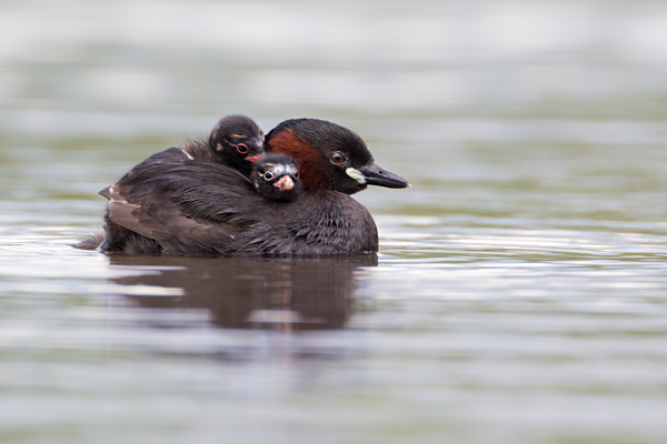 Zwergtaucher - Tachybaptus ruficollis Lappentaucher Taucher Sachsen Voegel Zwergtaucher in Sachsen Prachtkleid Balz Paarung Nestbau Nest, Fütterung der Jungen, Zwergtaucher füttert Junges