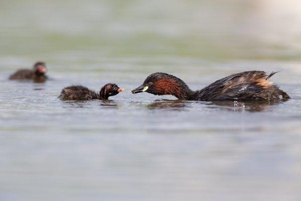 Zwergtaucher - Tachybaptus ruficollis Lappentaucher Taucher Sachsen Voegel Zwergtaucher in Sachsen Prachtkleid Balz Paarung Nestbau Nest, Fütterung der Jungen, Zwergtaucher füttert Junges