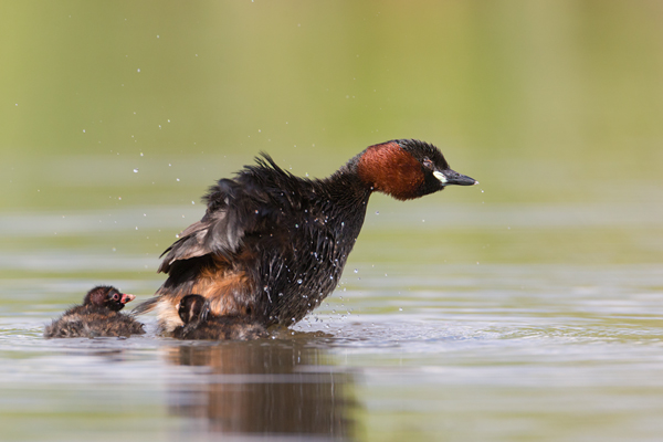 Zwergtaucher - Tachybaptus ruficollis Lappentaucher Taucher Sachsen Voegel Zwergtaucher in Sachsen Prachtkleid Balz Paarung Nestbau Nest, Fütterung der Jungen, Zwergtaucher füttert Junges
