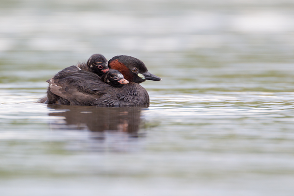 Zwergtaucher - Tachybaptus ruficollis Lappentaucher Taucher Sachsen Voegel Zwergtaucher in Sachsen Prachtkleid Balz Paarung Nestbau Nest, Fütterung der Jungen, Zwergtaucher füttert Junges