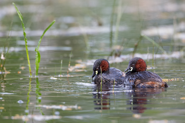 Zwergtaucher - Tachybaptus ruficollis Lappentaucher Taucher Sachsen Voegel Zwergtaucher in Sachsen Prachtkleid Balz Paarung Nestbau Nest, Fütterung der Jungen, Zwergtaucher füttert Junges