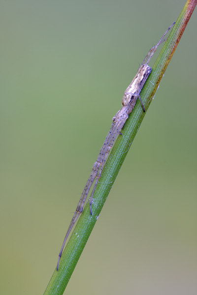 Streckerspinne - Tetragnatha extensa