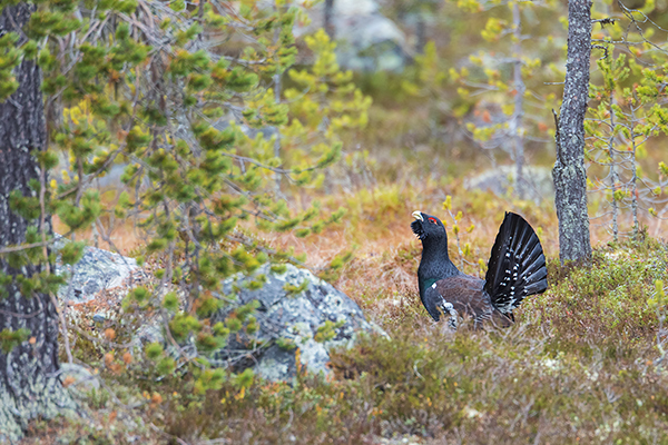 Auerhahn - Tetrao urogallus, Fasanenartige, Tetraoninae, Raufußhuehner, Tetraoninae, Galliformes, Auerwild, balzender Hahn