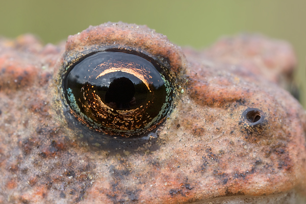 Das Auge