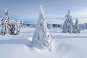Riesengebirge Schnee Kristalle Baum Bäume