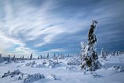 Riesengebirge Schnee Kristalle Baum Bäume