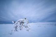 Riesengebirge Schnee Kristalle Baum Bäume