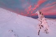 Riesengebirge Schnee Kristalle Baum Bäume