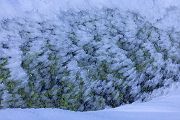 Riesengebirge Schnee Kristalle Baum Bäume