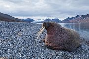 Unterwegs auf Spitzbergen