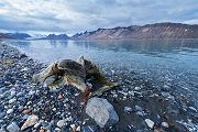 Unterwegs auf Spitzbergen