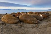 Walross - Odobenus rosmarus