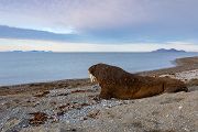 Walross - Odobenus rosmarus