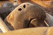 Walross - Odobenus rosmarus