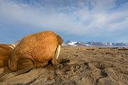 Walross - Odobenus rosmarus