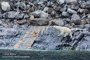 Eisbär, Polar bear - Ursus maritimus
