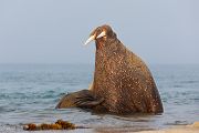 Walross - Odobenus rosmarus