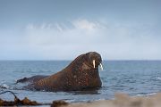 Walross - Odobenus rosmarus