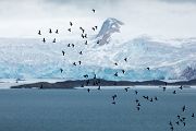 Unterwegs auf Spitzbergen, Krabbentaucher - Alle alle