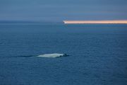 Beluga, Weißwal - Delphinapterus leucas