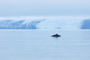 Zwergwal, Minkwal, Minkewal - Balaenoptera acutorostrata