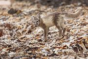 Unterwegs auf Spitzbergen, Polarfuchs - Vulpes lagopus, Alopex lagopus, Arctic fox