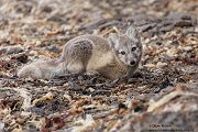 Polarfuchs, Eisfuchs - Vulpes lagopus, Alopex lagopus, Arctic fox