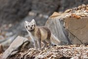 Unterwegs auf Spitzbergen, Polarfuchs - Vulpes lagopus, Alopex lagopus, Arctic fox