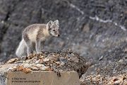 Polarfuchs, Eisfuchs - Vulpes lagopus, Alopex lagopus, Arctic fox