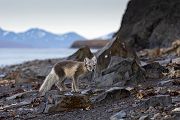 Polarfuchs - Vulpes lagopus, Alopex lagopus, Arctic fox