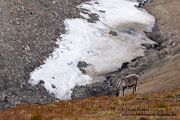 Spitzbergen-Rentier, Rangifer tarandus platyrhynchus, Svalbardrein