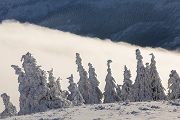 Riesengebirge Schnee Kristalle Baum Bäume