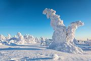 Riesengebirge Schnee Kristalle Baum Bäume