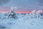 Riesengebirge Schnee Kristalle Baum Bäume