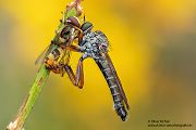 Raubfliege mit Schwebfliege