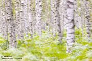 Birkenwald