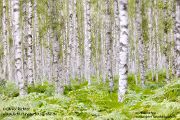 Birkenwald