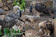 Uhu - Bubu bubo, Eulen, Eule, Sachsen, Grimma, Muldental, www.richter-naturfotografie.de, Strigiformes, Federohren,  Aestling, Aestlinge, Brut