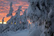 Riesengebirge Schnee Kristalle Baum Bäume
