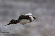Schmarotzerraubmöwe - Stercorarius parasiticus