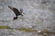 Schmarotzerraubmöwe - Stercorarius parasiticus