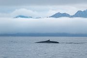 Blauwal - Balaenoptera musculus