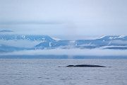 Blauwal - Balaenoptera musculus
