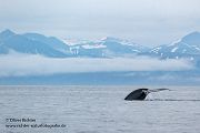Blauwal - Balaenoptera musculus