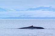 Blauwal - Balaenoptera musculus