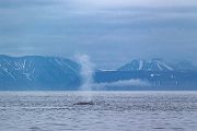 Blauwal - Balaenoptera musculus