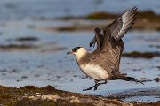 Schmarotzerraubmöwe - Stercorarius parasiticus