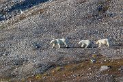 Eisbären, Polar bear - Ursus maritimus