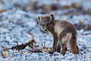Polarfuchs, Eisfuchs - Vulpes lagopus, Alopex lagopus, Arctic fox
