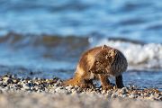 Polarfuchs, Eisfuchs - Vulpes lagopus, Alopex lagopus, Arctic fox